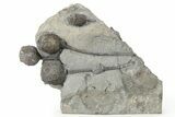 Multiple Silurian Cystoid (Caryocrinites) Fossils - New York #270012-2